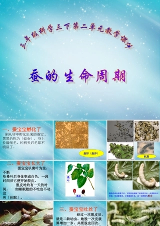 三年级自然与科学下册 蚕的生命周期课件 人教版