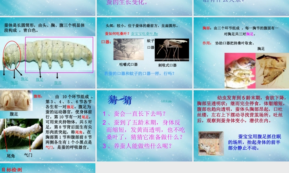 三年级自然与科学下册 蚕的生长变化课件 人教版