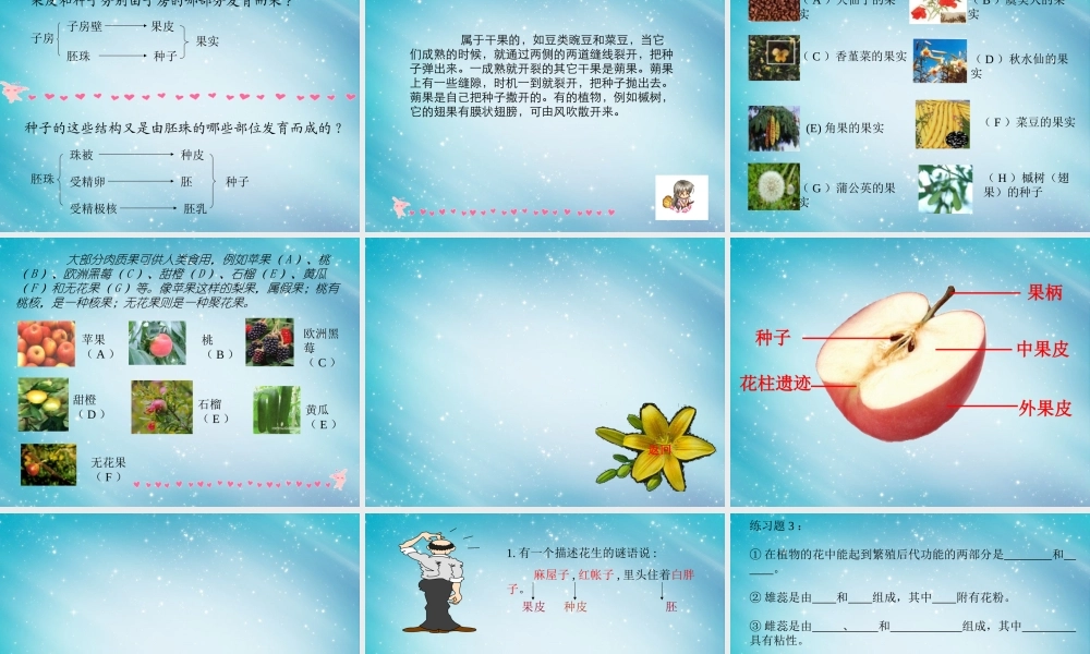 三年级自然与科学下册 开花了、结果了课件 人教版