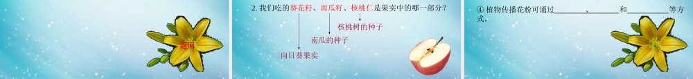 三年级自然与科学下册 开花了、结果了课件 人教版