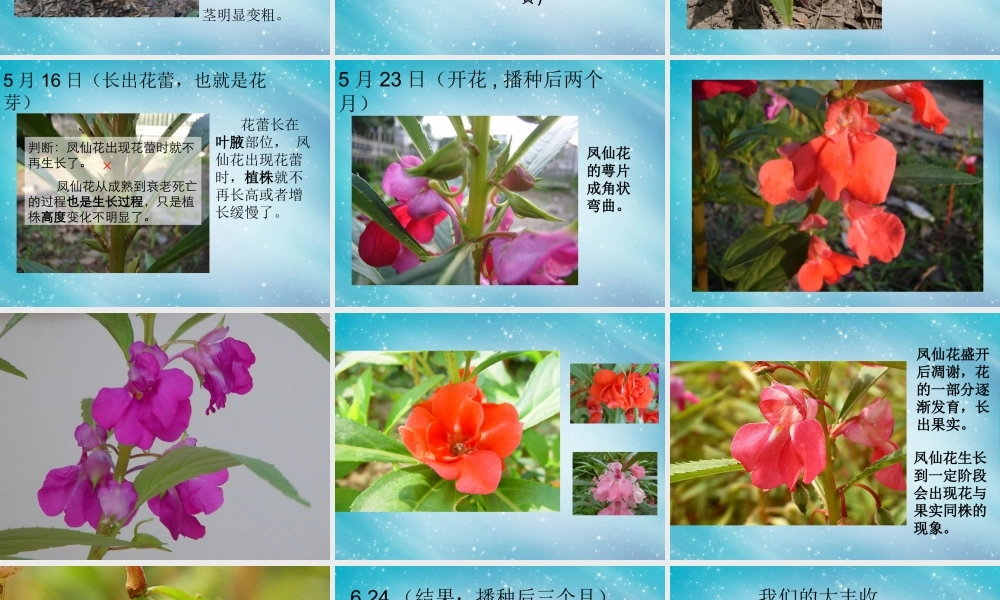 三年级自然与科学下册 我们的大丰收课件2 人教版