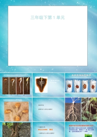三年级自然与科学下册 我们先看到了根课件1 人教版