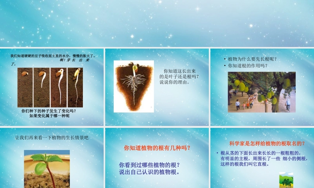 三年级自然与科学下册 我们先看到了根课件2 人教版