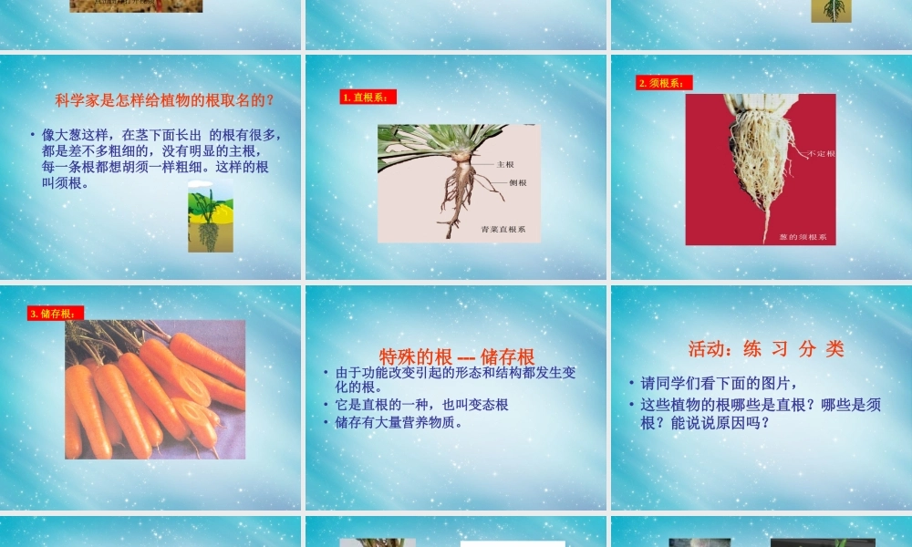 三年级自然与科学下册 我们先看到了根课件2 人教版