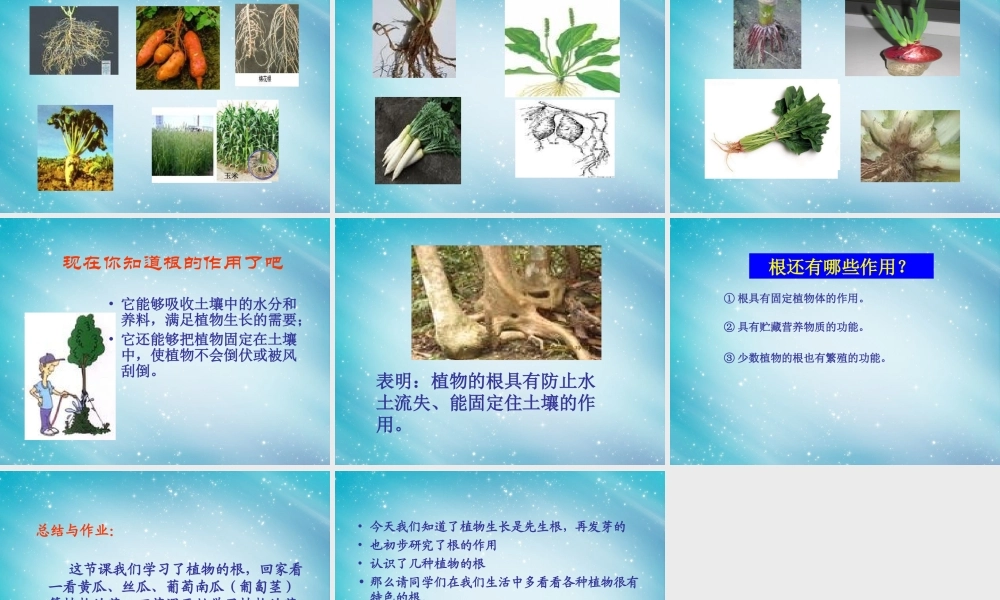 三年级自然与科学下册 我们先看到了根课件2 人教版