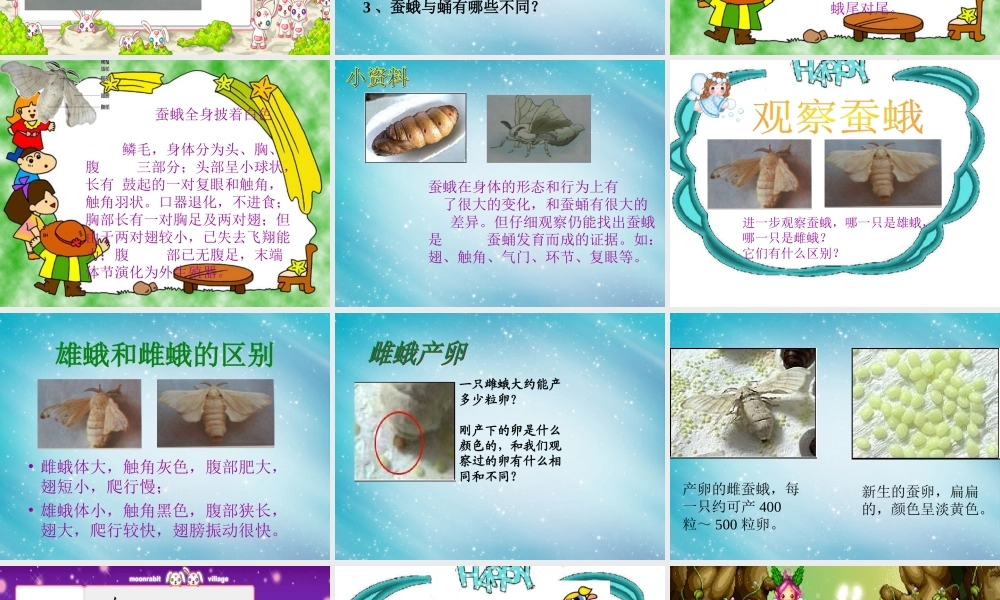 三年级自然与科学下册 蛹变成了什么课件 人教版