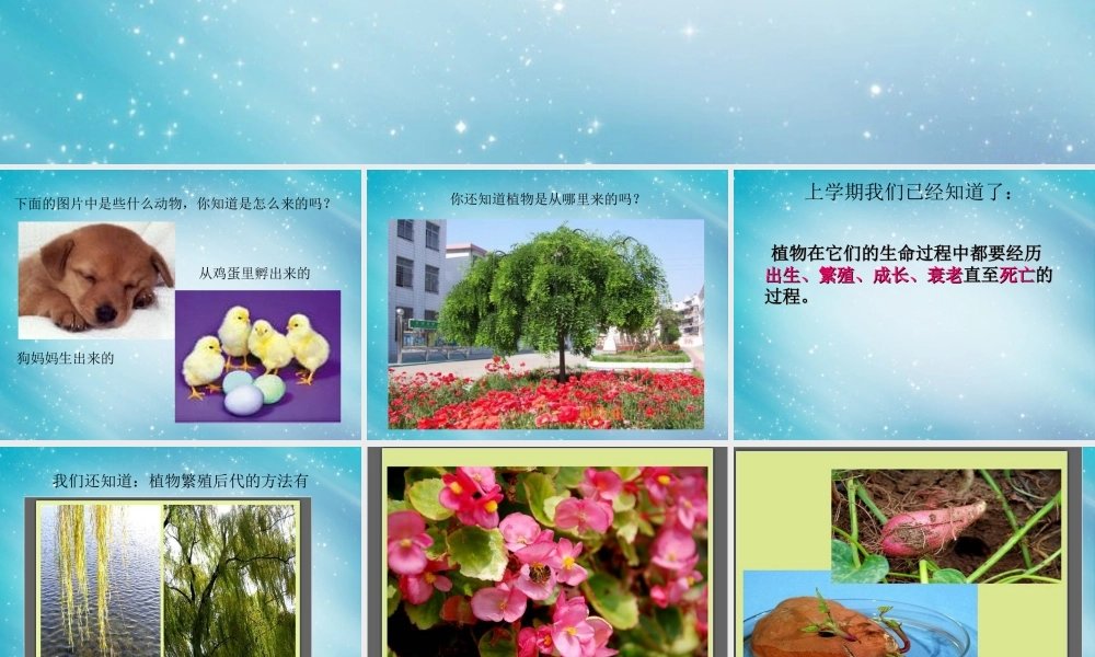 三年级自然与科学下册 植物新生命的开始课件 人教版