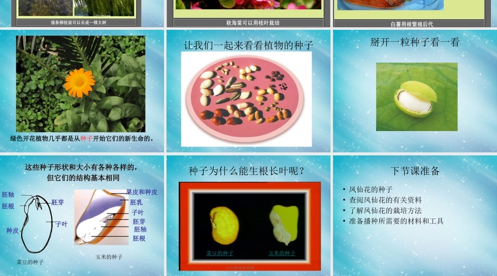 三年级自然与科学下册 植物新生命的开始课件 人教版
