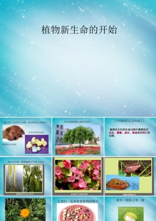 三年级自然与科学下册 植物新生命的开始课件 人教版