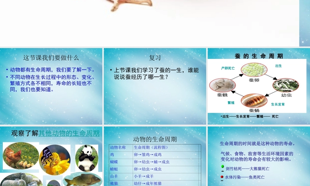 三年级自然与学科下册 其他动物的生命周期课件1 人教版