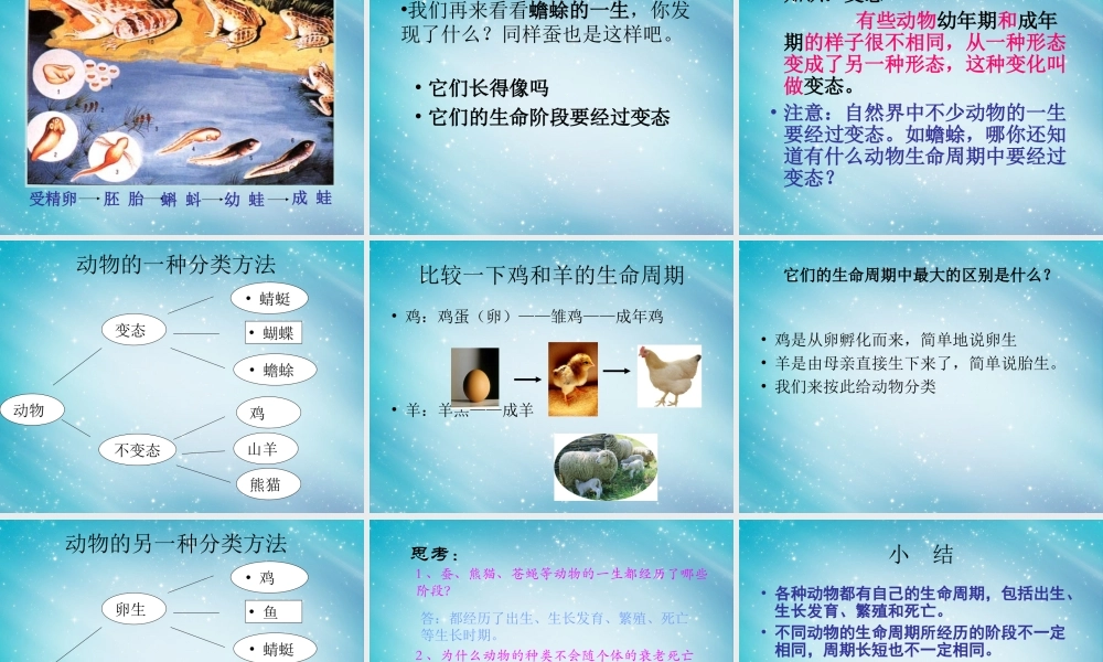 三年级自然与学科下册 其他动物的生命周期课件1 人教版