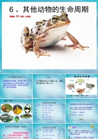 三年级自然与学科下册 其他动物的生命周期课件2 人教版