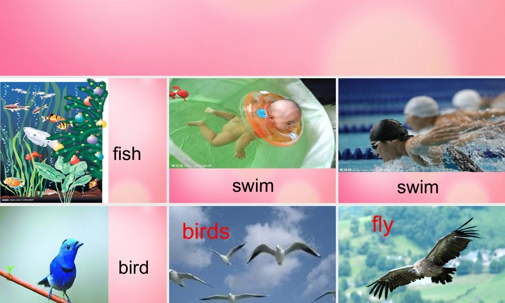 三年级英语下册 Unit 1 lesson3 fish and birds课件 冀教版（三起）-冀教版小学三年级下册英语课件