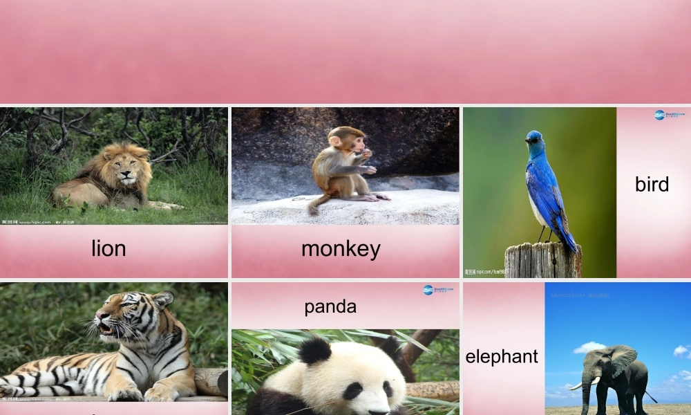 三年级英语上册 Unit11 I like the bird课件3 （新版）湘少版