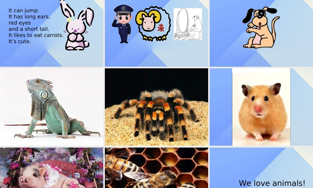 三年级英语上册《Unit 4 pets》课件5 人教新起点-人教新起点小学三年级上册英语课件