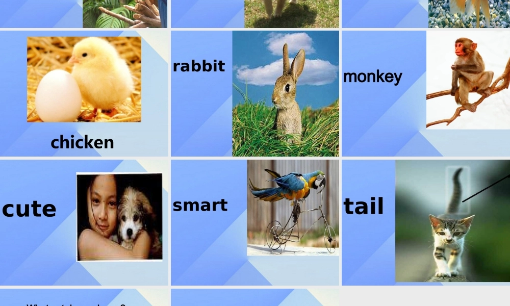 三年级英语上册《Unit 4 pets》课件6 人教新起点-人教新起点小学三年级上册英语课件