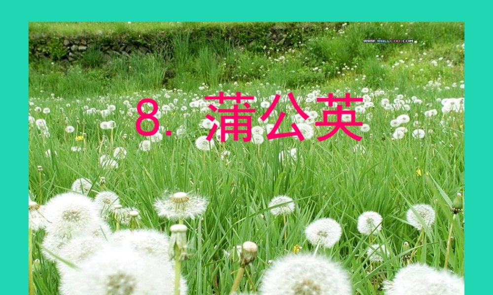 三年级语文上册 第3单元 8蒲公英（第2课时）课件 苏教版-苏教版小学三年级上册语文课件