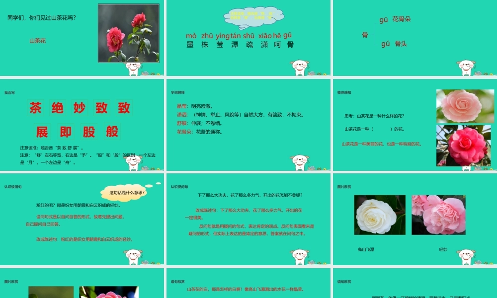 三年级语文上册 第七单元 19山茶花教学课件 鄂教版-鄂教版小学三年级上册语文课件