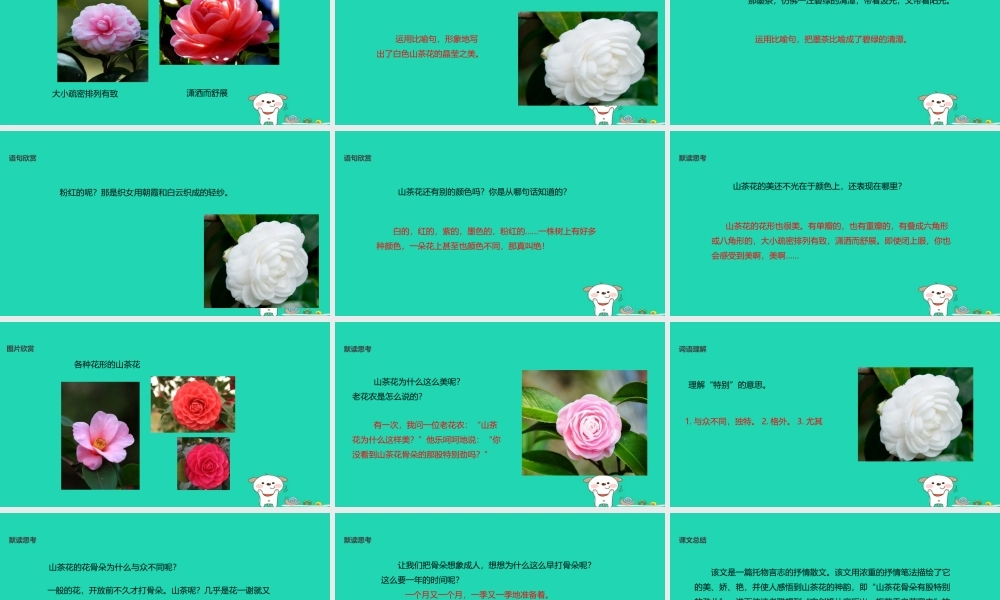 三年级语文上册 第七单元 19山茶花教学课件 鄂教版-鄂教版小学三年级上册语文课件