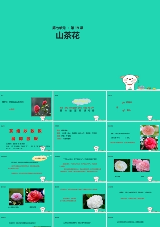 三年级语文上册 第七单元 19山茶花教学课件 鄂教版-鄂教版小学三年级上册语文课件