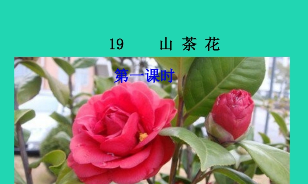 三年级语文上册 第七单元 19山茶花课件 鄂教版-鄂教版小学三年级上册语文课件