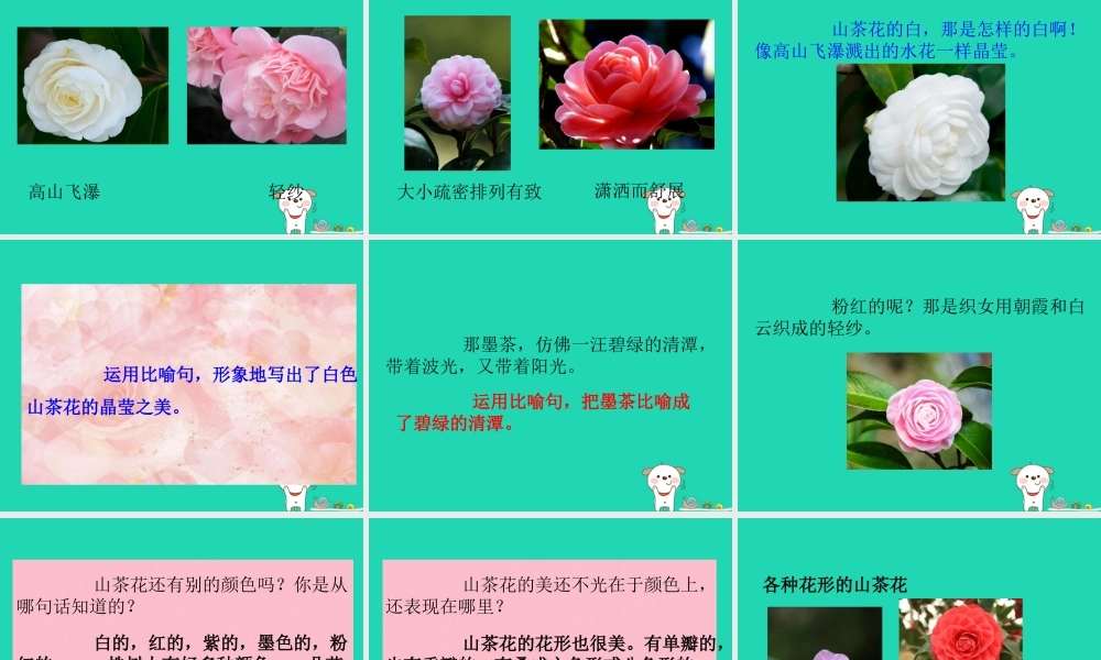 三年级语文上册 第七单元 19山茶花课件 鄂教版-鄂教版小学三年级上册语文课件