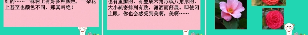 三年级语文上册 第七单元 19山茶花课件 鄂教版-鄂教版小学三年级上册语文课件