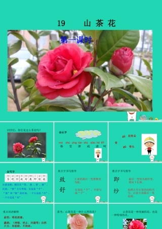 三年级语文上册 第七单元 19山茶花课件 鄂教版-鄂教版小学三年级上册语文课件
