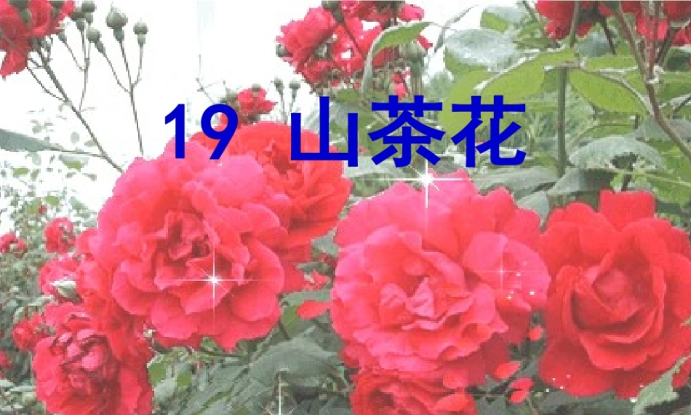 三年级语文上册 第七单元 19山茶花课件1 鄂教版-鄂教版小学三年级上册语文课件