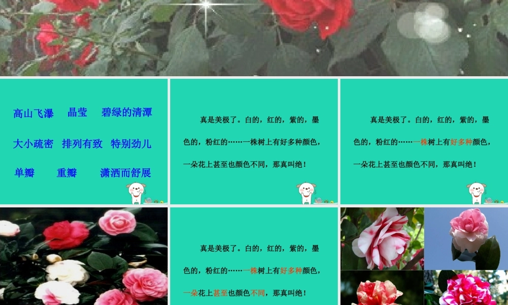 三年级语文上册 第七单元 19山茶花课件1 鄂教版-鄂教版小学三年级上册语文课件