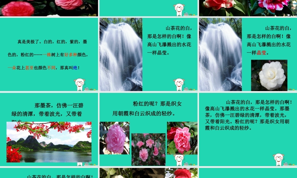 三年级语文上册 第七单元 19山茶花课件1 鄂教版-鄂教版小学三年级上册语文课件