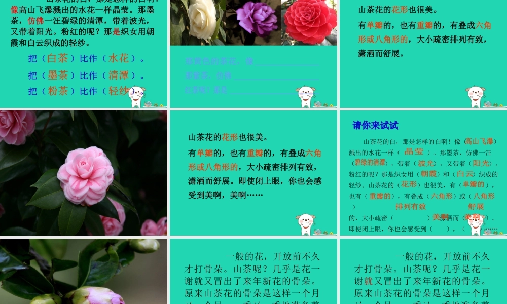 三年级语文上册 第七单元 19山茶花课件1 鄂教版-鄂教版小学三年级上册语文课件