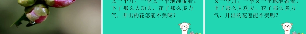 三年级语文上册 第七单元 19山茶花课件1 鄂教版-鄂教版小学三年级上册语文课件