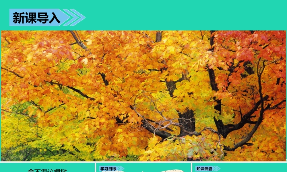 三年级语文上册 第七单元 24 舍不得这棵树课件 湘教版