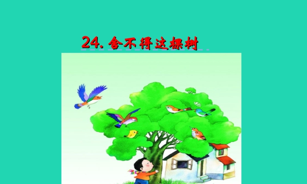 三年级语文上册 第七单元 24 舍不得这棵树课件 湘教版-湘教版小学三年级上册语文课件