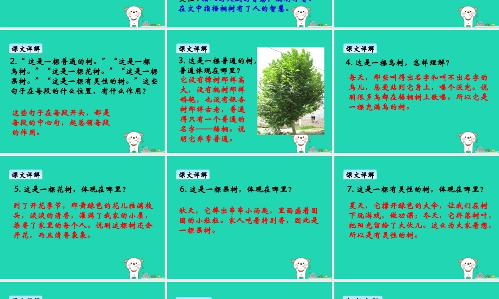三年级语文上册 第七单元 24 舍不得这棵树课件 湘教版-湘教版小学三年级上册语文课件