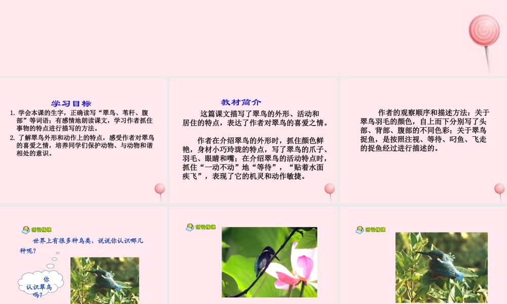 三年级语文上册 第七单元 25《翠鸟》课件 鲁教版-鲁教版小学三年级上册语文课件