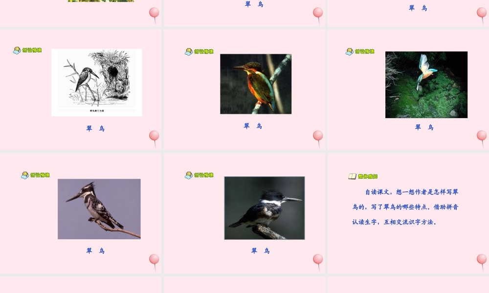 三年级语文上册 第七单元 25《翠鸟》课件 鲁教版-鲁教版小学三年级上册语文课件