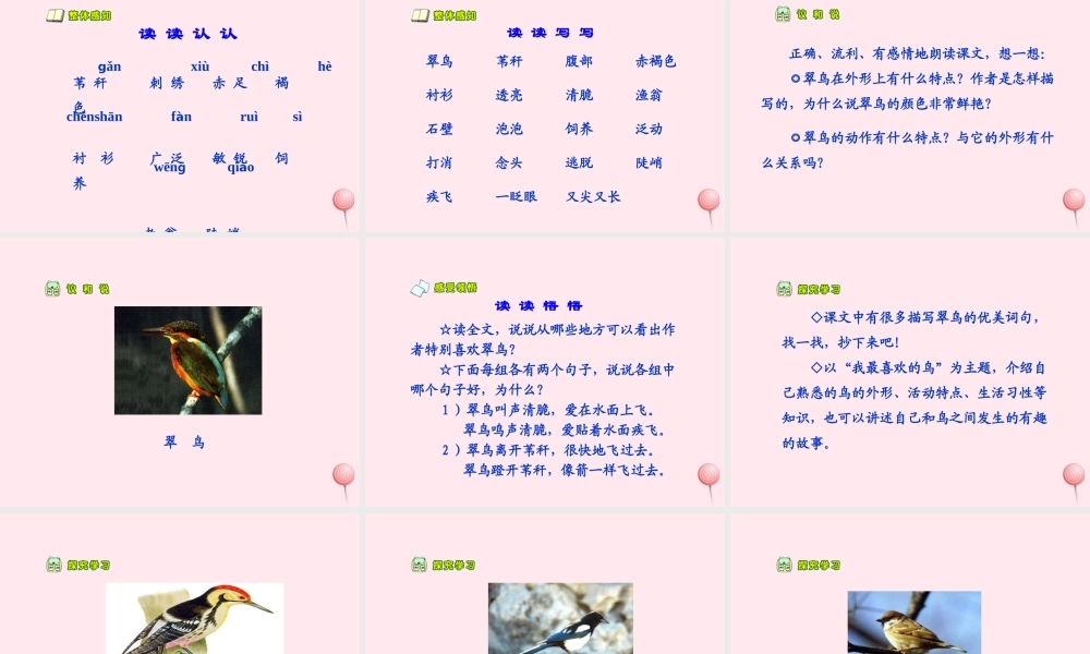 三年级语文上册 第七单元 25《翠鸟》课件 鲁教版-鲁教版小学三年级上册语文课件