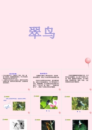 三年级语文上册 第七单元 25《翠鸟》课件 鲁教版-鲁教版小学三年级上册语文课件