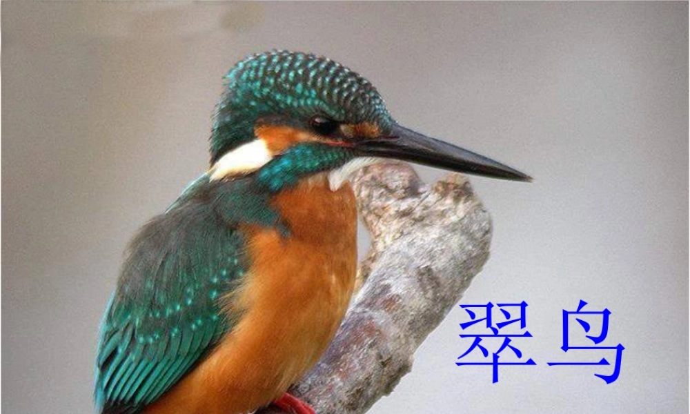 三年级语文上册 第七单元 25《翠鸟》优培课件 鲁教版-鲁教版小学三年级上册语文课件