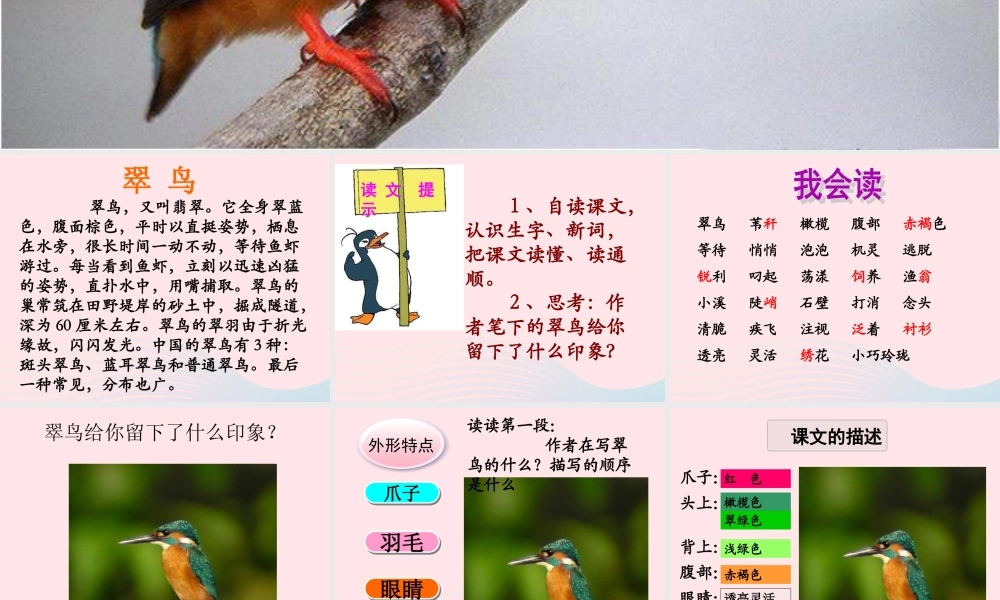 三年级语文上册 第七单元 25《翠鸟》优培课件 鲁教版-鲁教版小学三年级上册语文课件