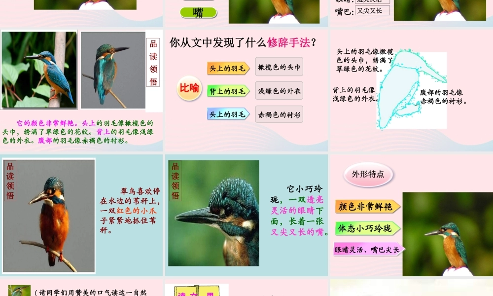 三年级语文上册 第七单元 25《翠鸟》优培课件 鲁教版-鲁教版小学三年级上册语文课件