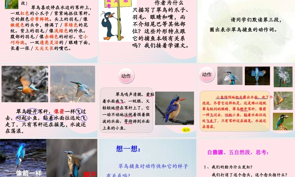 三年级语文上册 第七单元 25《翠鸟》优培课件 鲁教版-鲁教版小学三年级上册语文课件