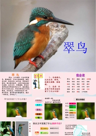 三年级语文上册 第七单元 25《翠鸟》优培课件 鲁教版-鲁教版小学三年级上册语文课件