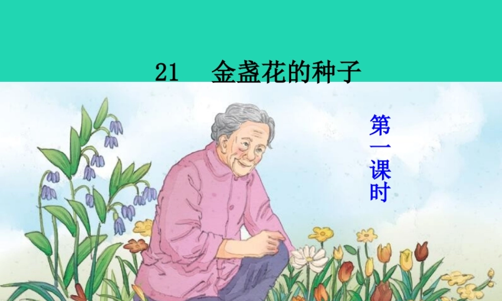 三年级语文上册 第七单元 21 金盏花的种子课件 鄂教版-鄂教版小学三年级上册语文课件
