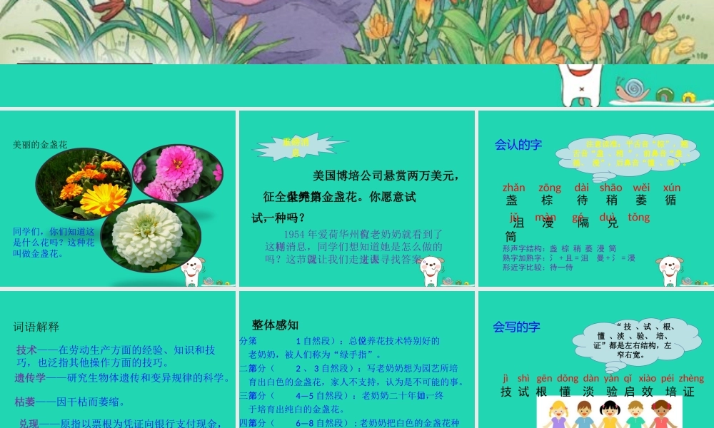 三年级语文上册 第七单元 21 金盏花的种子课件 鄂教版-鄂教版小学三年级上册语文课件