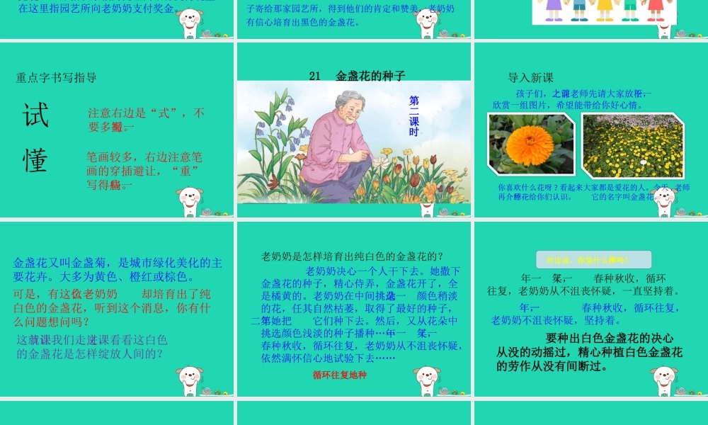 三年级语文上册 第七单元 21 金盏花的种子课件 鄂教版-鄂教版小学三年级上册语文课件