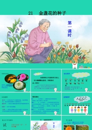 三年级语文上册 第七单元 21 金盏花的种子课件 鄂教版-鄂教版小学三年级上册语文课件