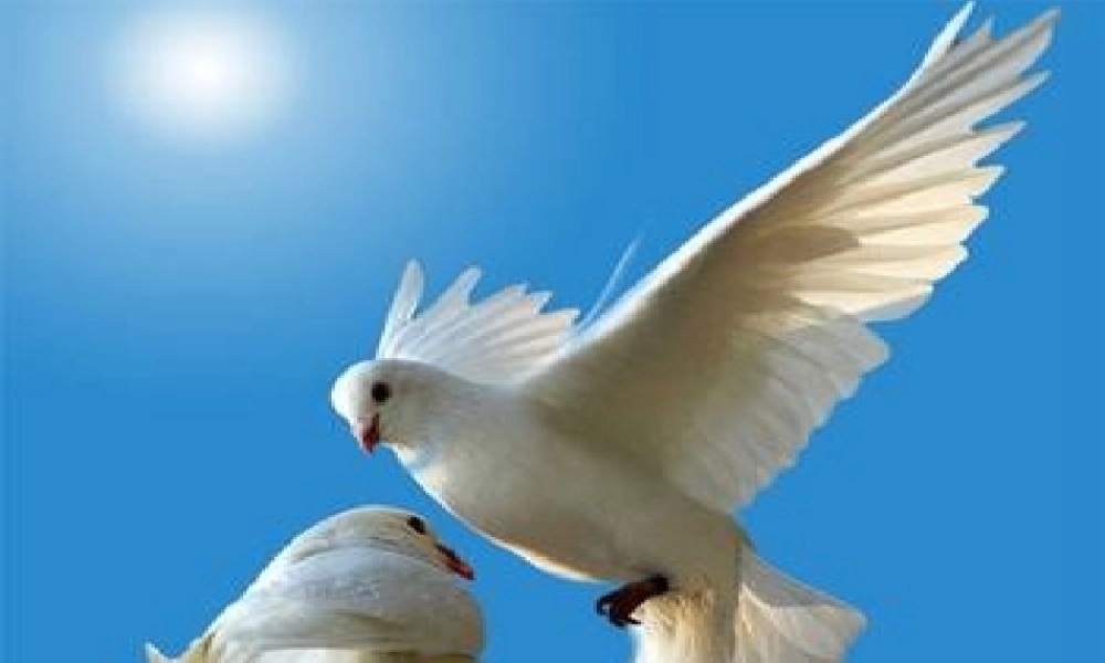 三年级语文上册 第七单元 和平鸽课件1 西师大版-西师大版小学三年级上册语文课件